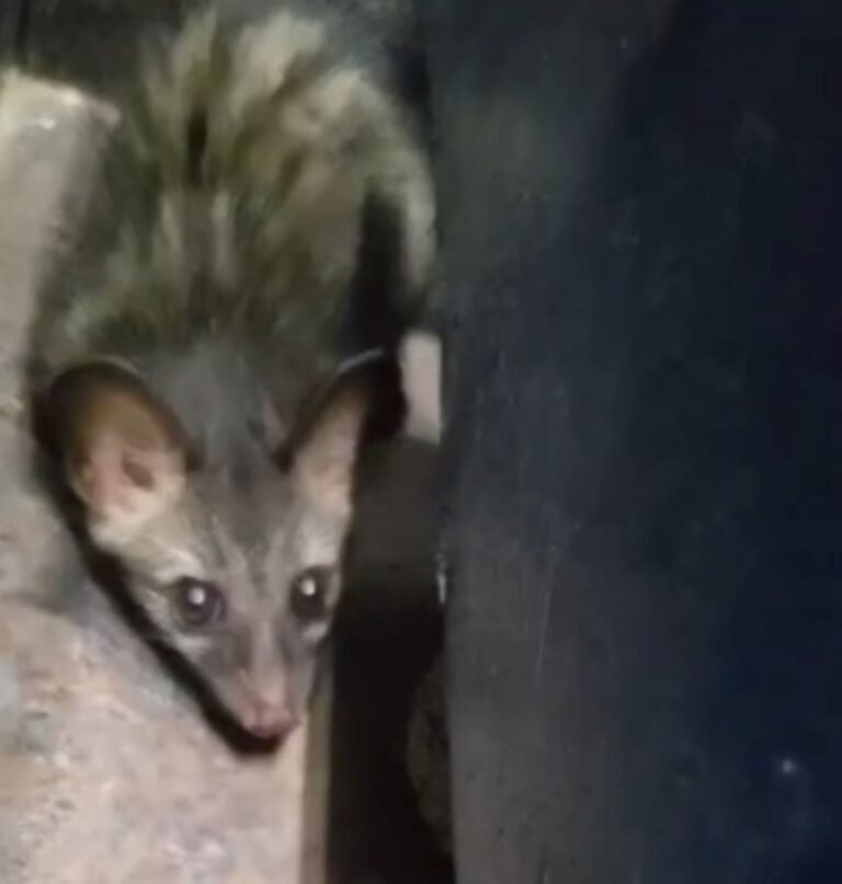 Rare Civet Cat