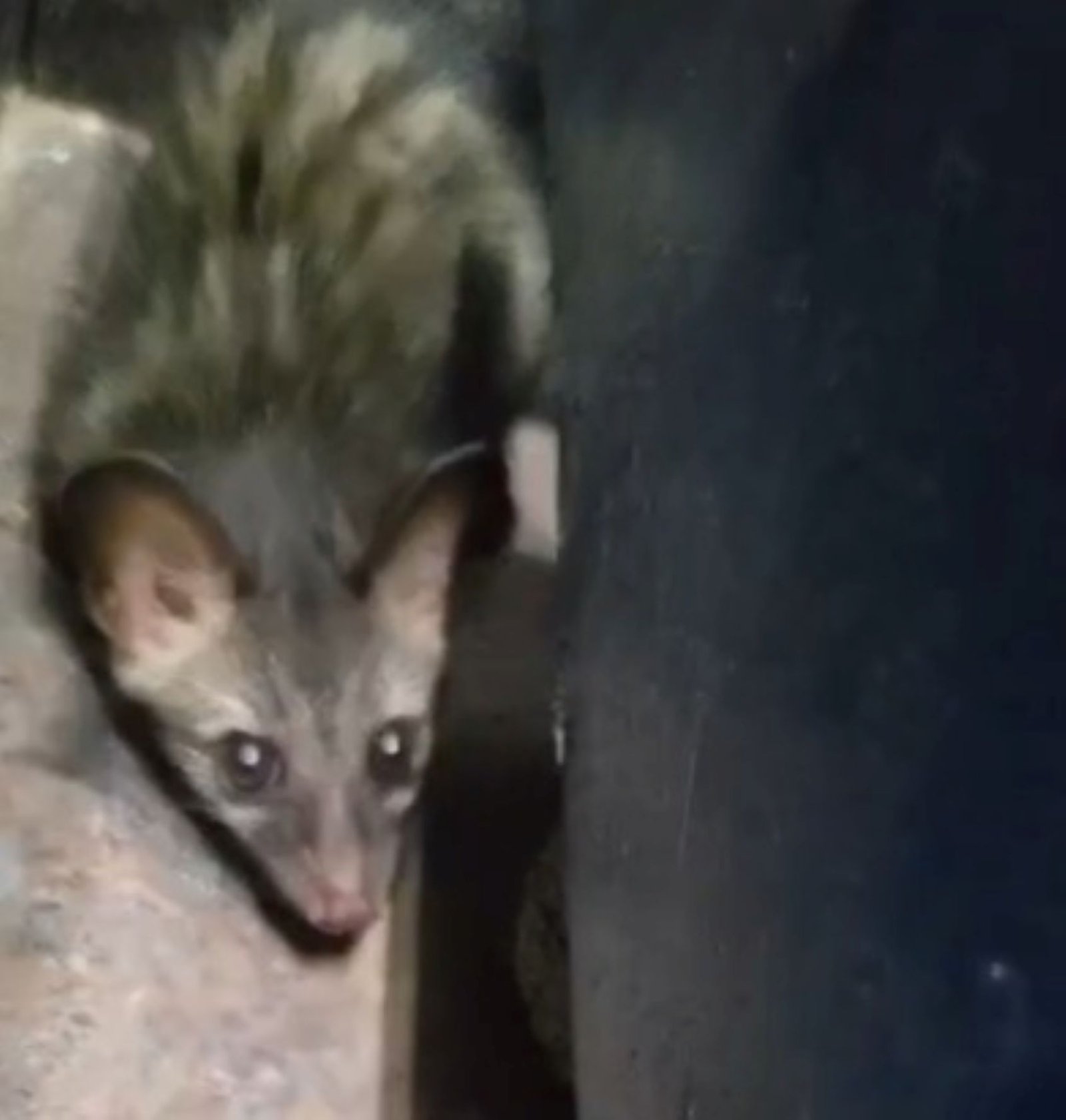 Rare Civet Cat