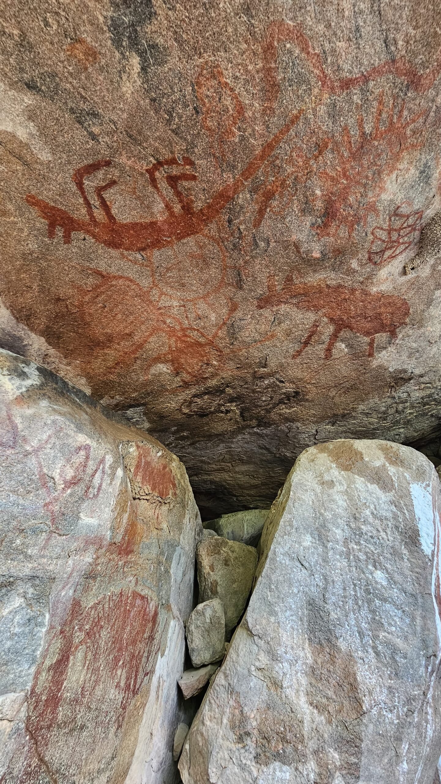 Prehistoric rock paintings of Kangaroo and Rhinoceros found in Sircilla