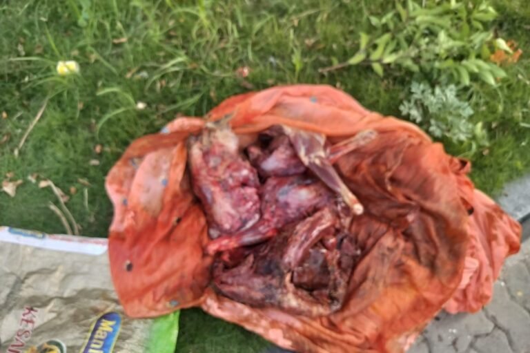 Spotted Deer meat