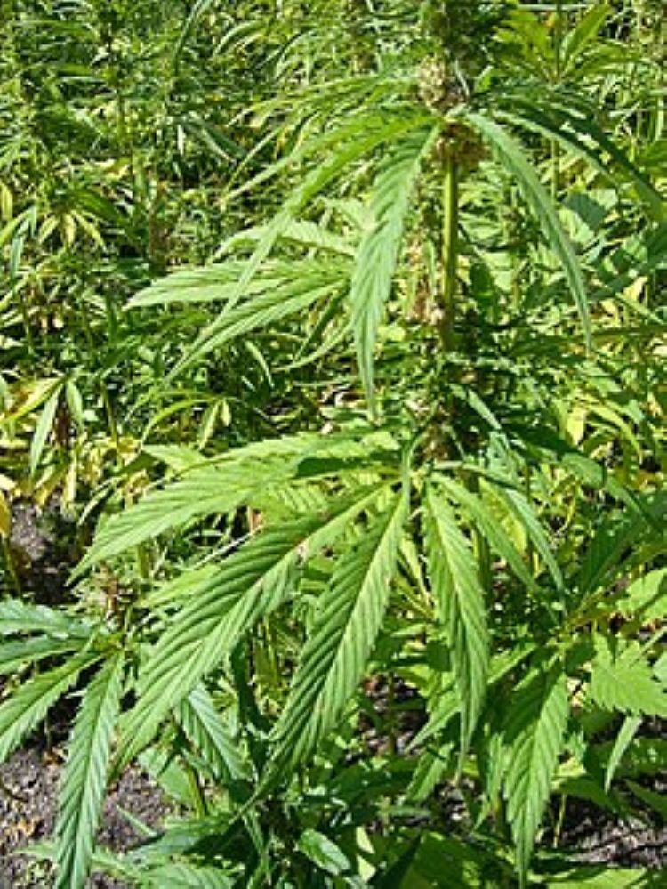 Ganja plants
