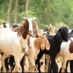 Goats