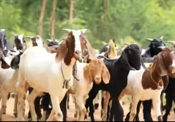 Goats