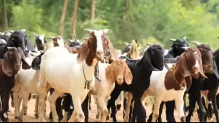 Goats