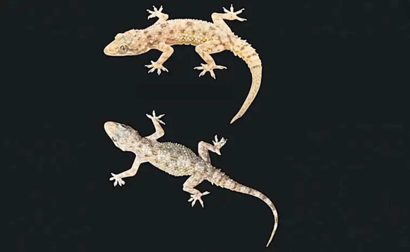 New Lizard species