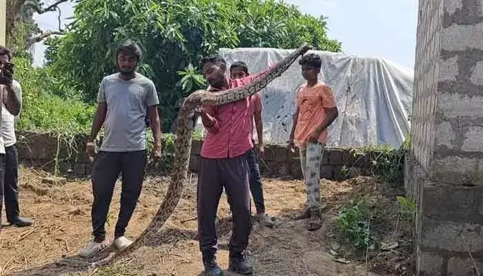 Python rescued in Bhadradri Kothagudem district