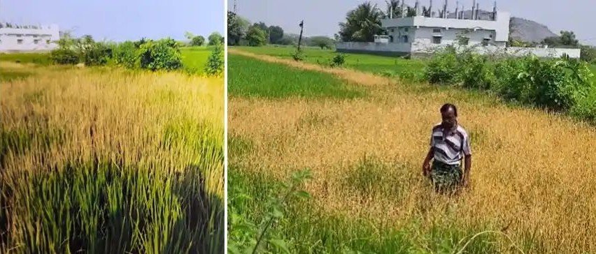 Weedicide destroyed paddy crop